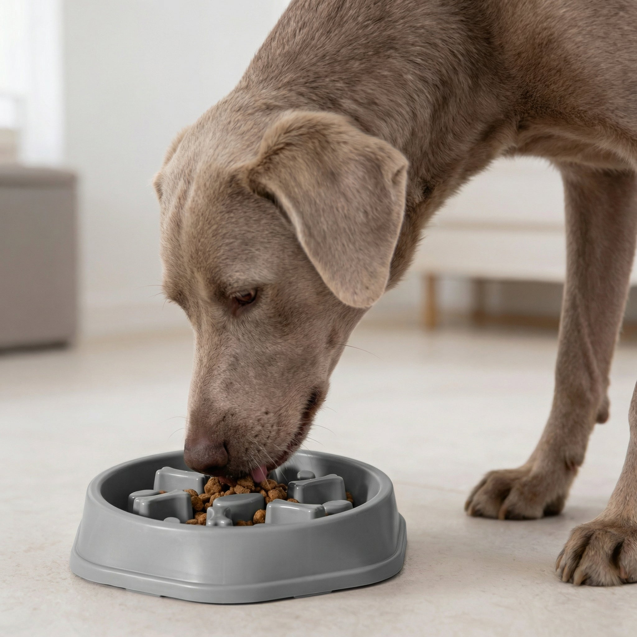 Cuenco Calmante Mimovia™ – Alimentación lenta y digestión saludable Mi tienda